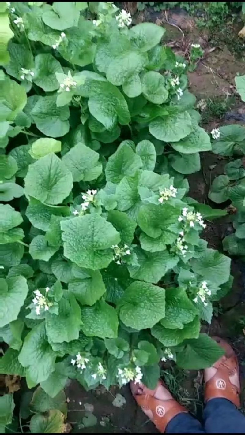 山葵腌菜