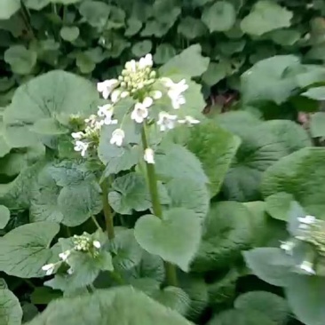 山葵腌菜