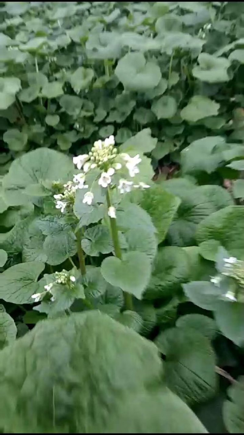 山葵腌菜
