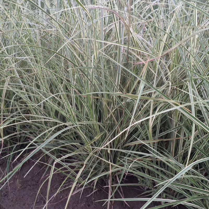 紫穗狼尾草，细叶芒，水生美人蕉！
