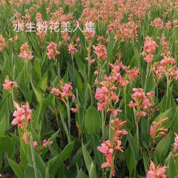 紫穗狼尾草，细叶芒，水生美人蕉！