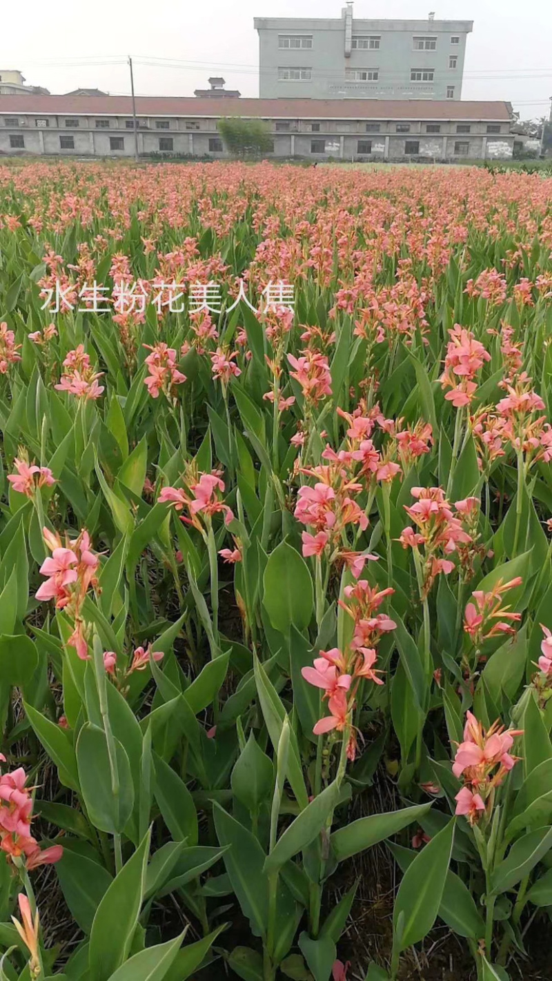 紫穗狼尾草，细叶芒，水生美人蕉！