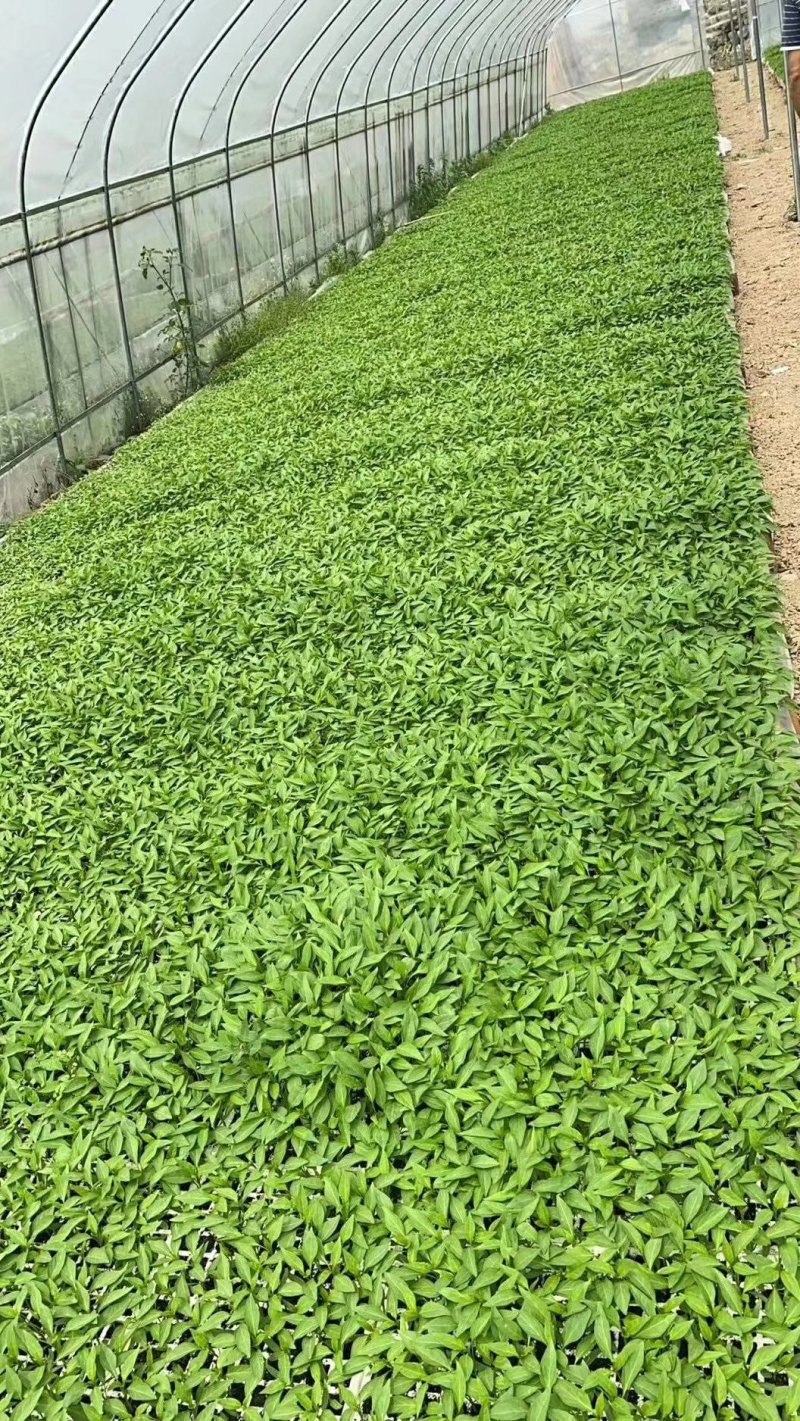 需要辣椒苗的联系我