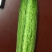 节节吊瓜