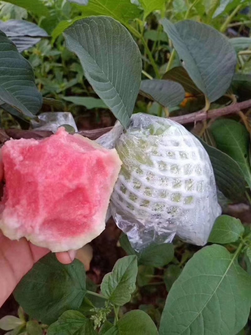 红宝石少籽芭乐苗西瓜芭乐红宝石少籽番石榴