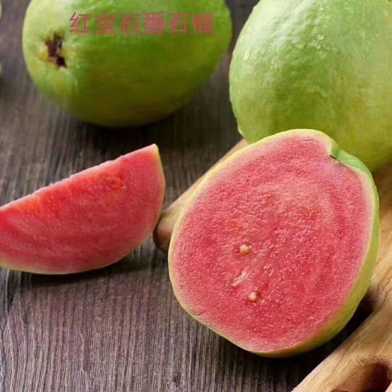 红宝石少籽芭乐苗西瓜芭乐红宝石少籽番石榴