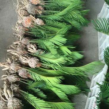 铁树批发铁树苗产地直销规格齐全耐寒耐旱好养殖