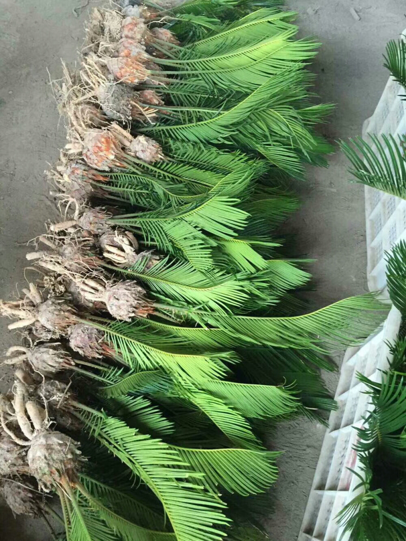 铁树批发铁树苗产地直销规格齐全耐寒耐旱好养殖