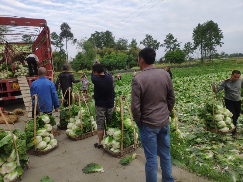 直营供货大量白菜上市了欢迎老板骚扰