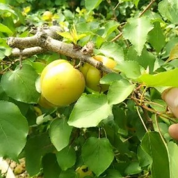 金太阳杏