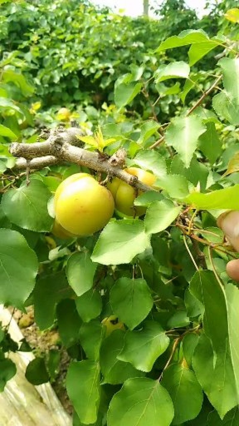金太阳杏