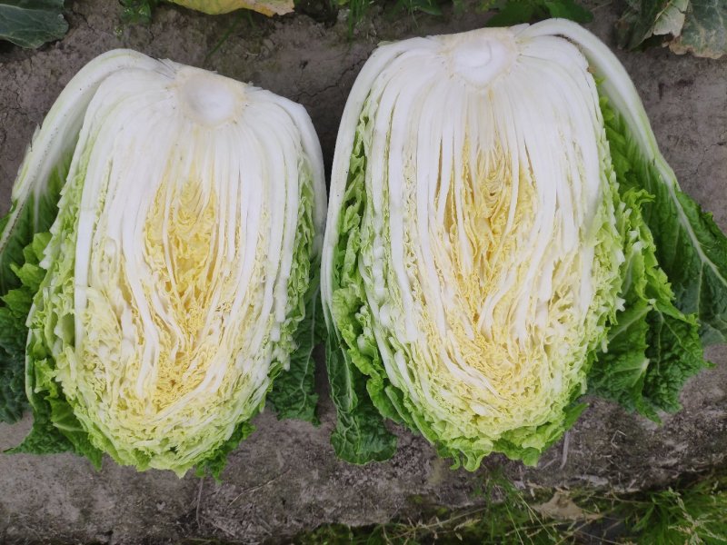 直营供货今天的白菜又降价了欢迎老板联系