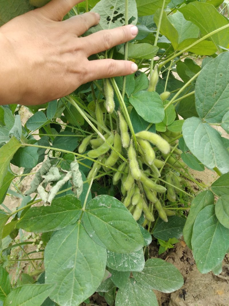 广西博白精品优质毛豆，货源充足，棵粒饱满，一条龙服务。