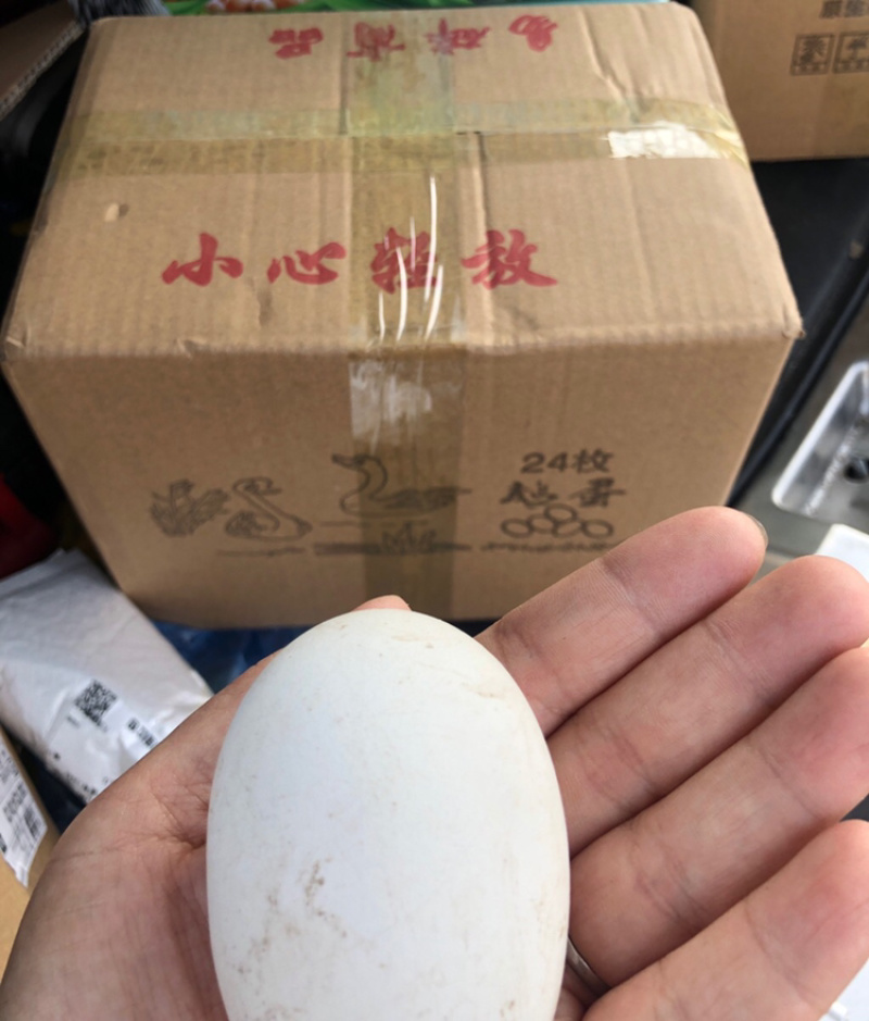散养大鹅蛋鹅蛋不腥蛋香浓郁弹性十足鲜鹅蛋