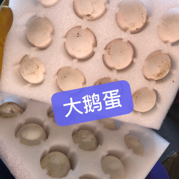 散养大鹅蛋鹅蛋不腥蛋香浓郁弹性十足鲜鹅蛋