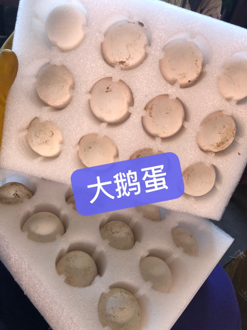 散养大鹅蛋鹅蛋不腥蛋香浓郁弹性十足鲜鹅蛋
