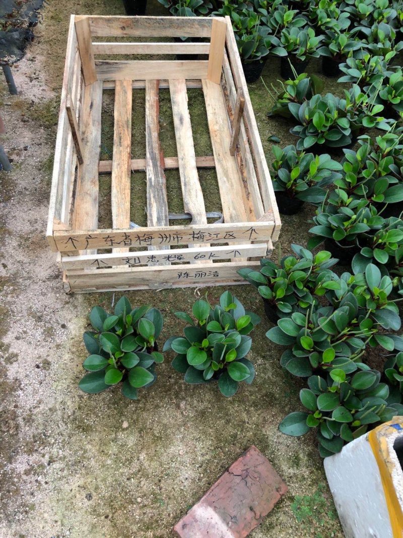 精品140营养杯杯紫碧玉福建基地自产自销