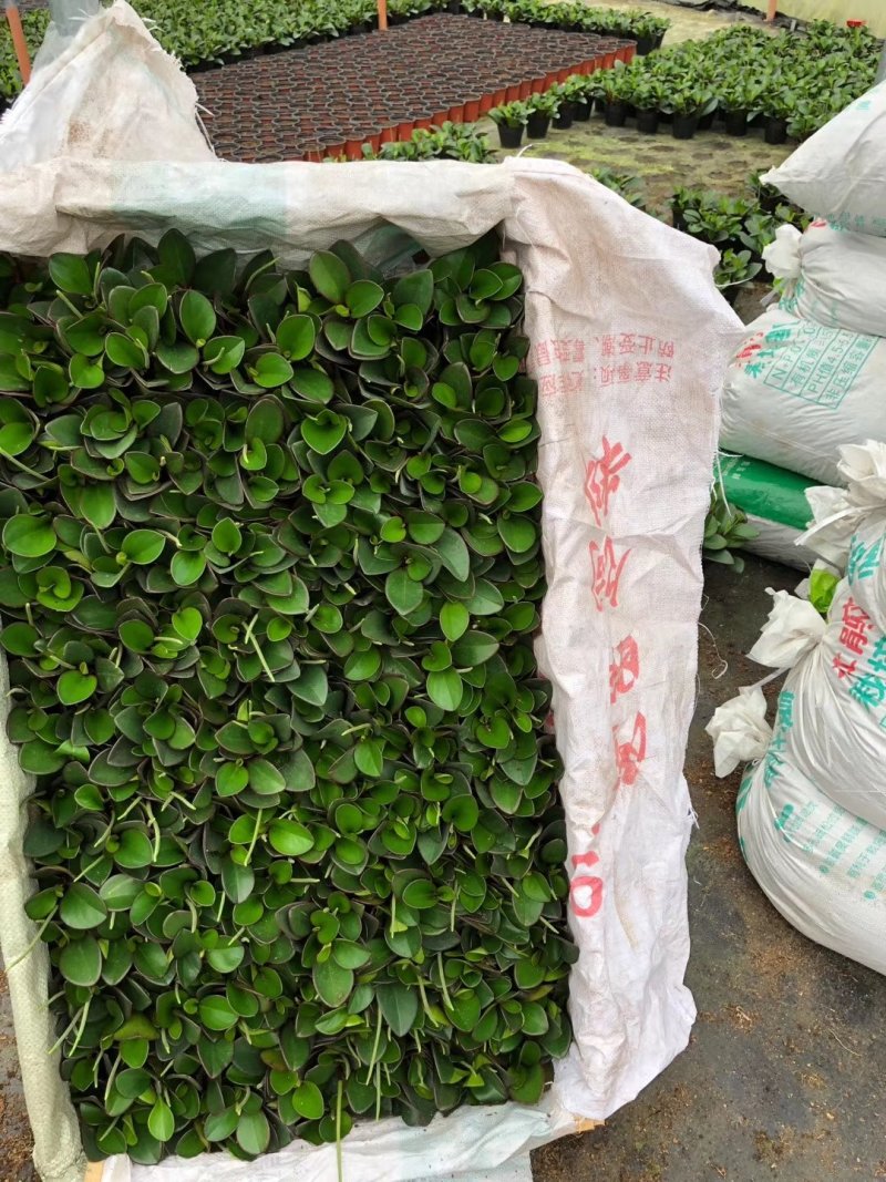 精品140营养杯杯紫碧玉福建基地自产自销