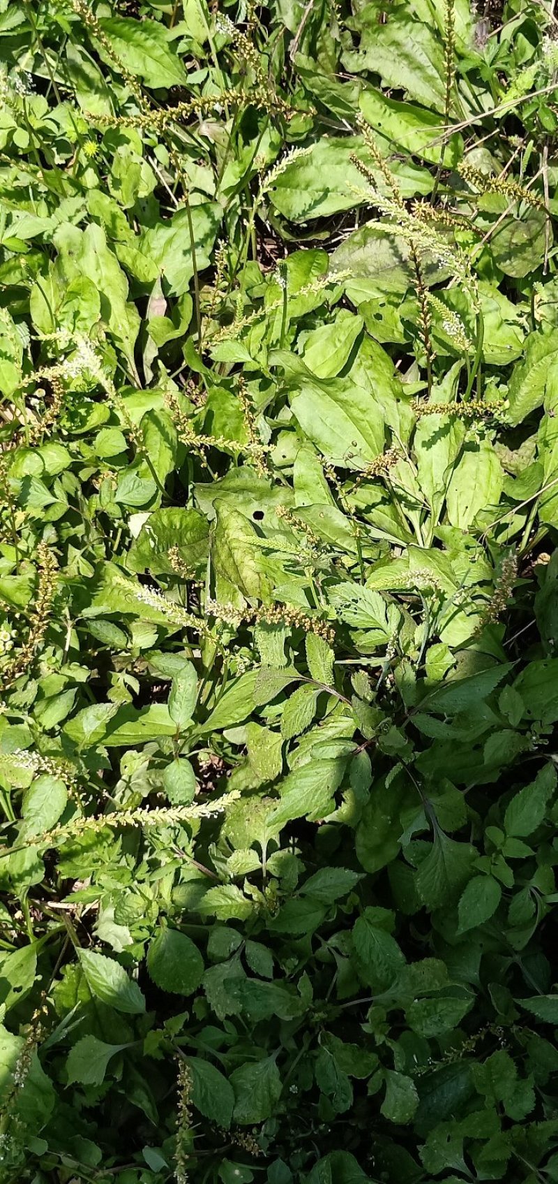 车钱草现货野生！！！不走大货。，，，，，，