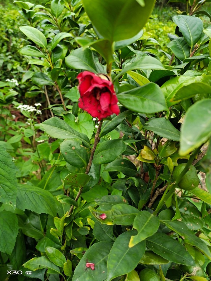 红花油茶苗，产地直供，支持线上保障交易。