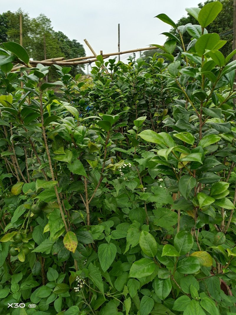 红花油茶苗，产地直供，支持线上保障交易。