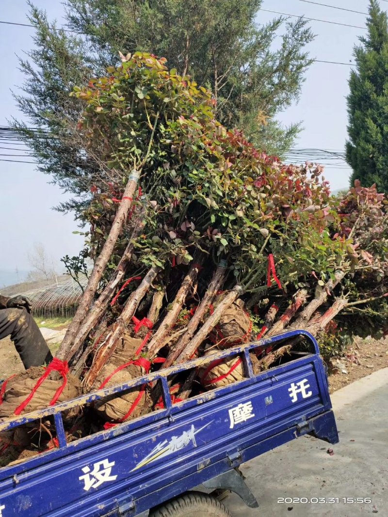 3公分树状月季高杆月季月季批发月季基地多色月季树