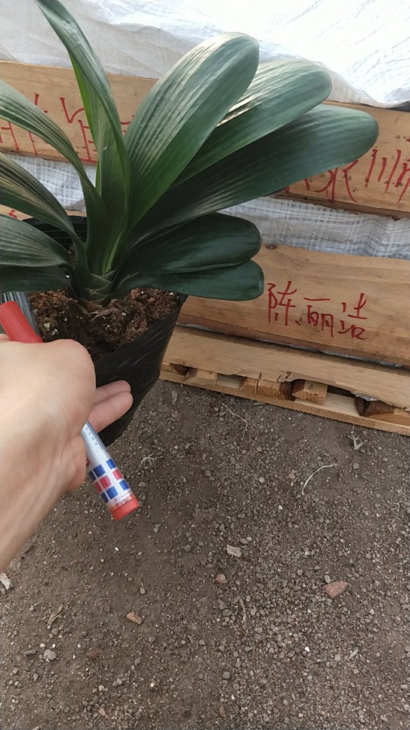 精品16杯元宝圆头和尚君子兰福建基地直销