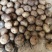 荷兰8O6小薯