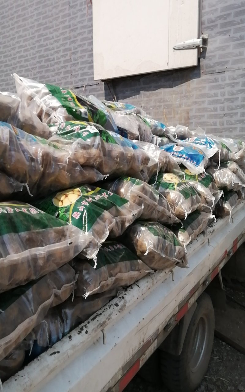 荷兰8O6小薯