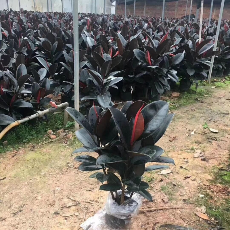 橡皮树盆栽黑金刚单位租摆工厂园区绿化净化空气