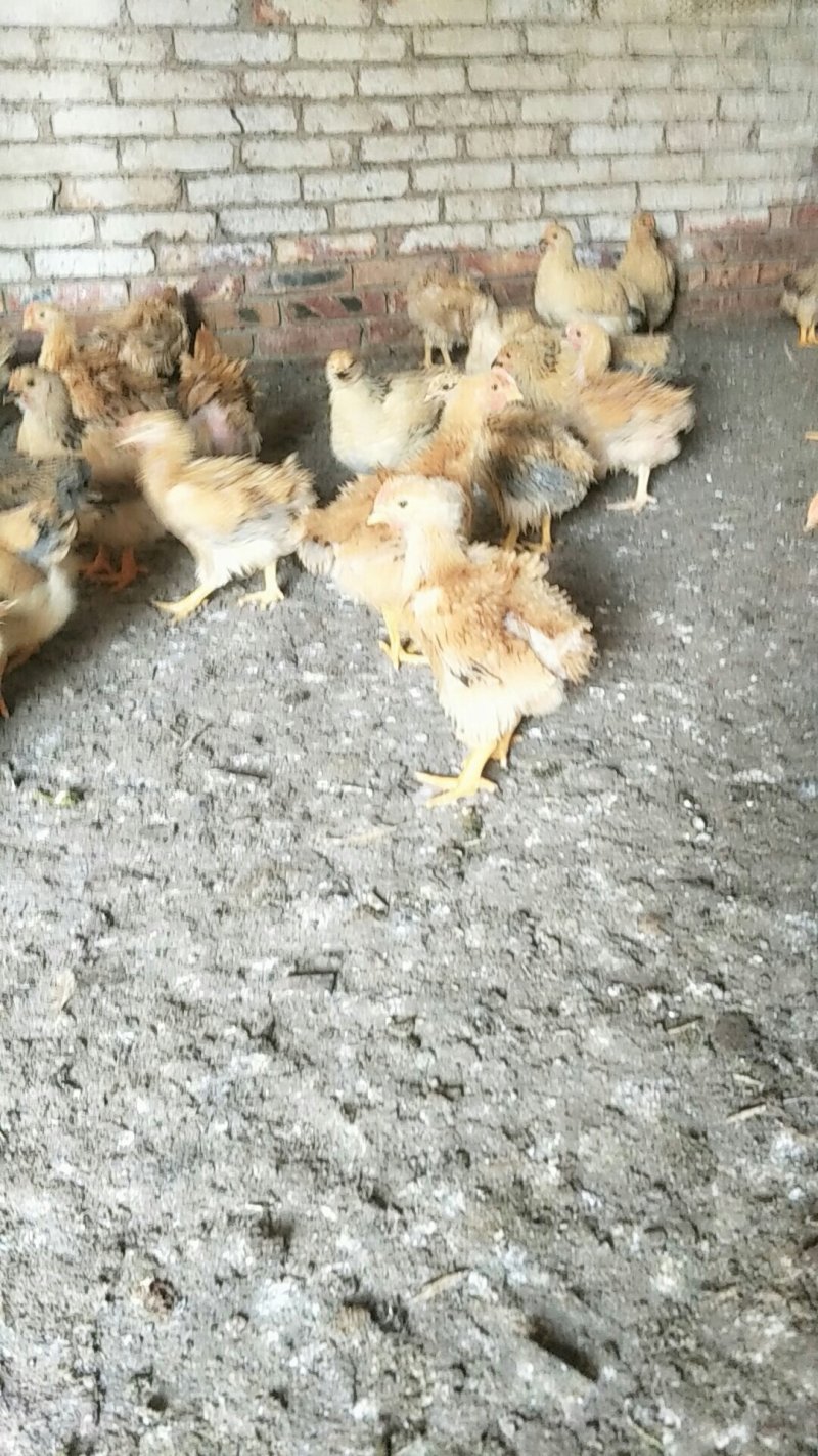 翻毛鸡，麒麟鸡，现货销售