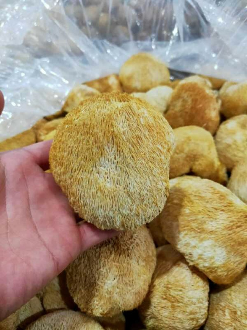 福建古田新货猴头菇个大圆满不含硫磺产地直销量大更优惠