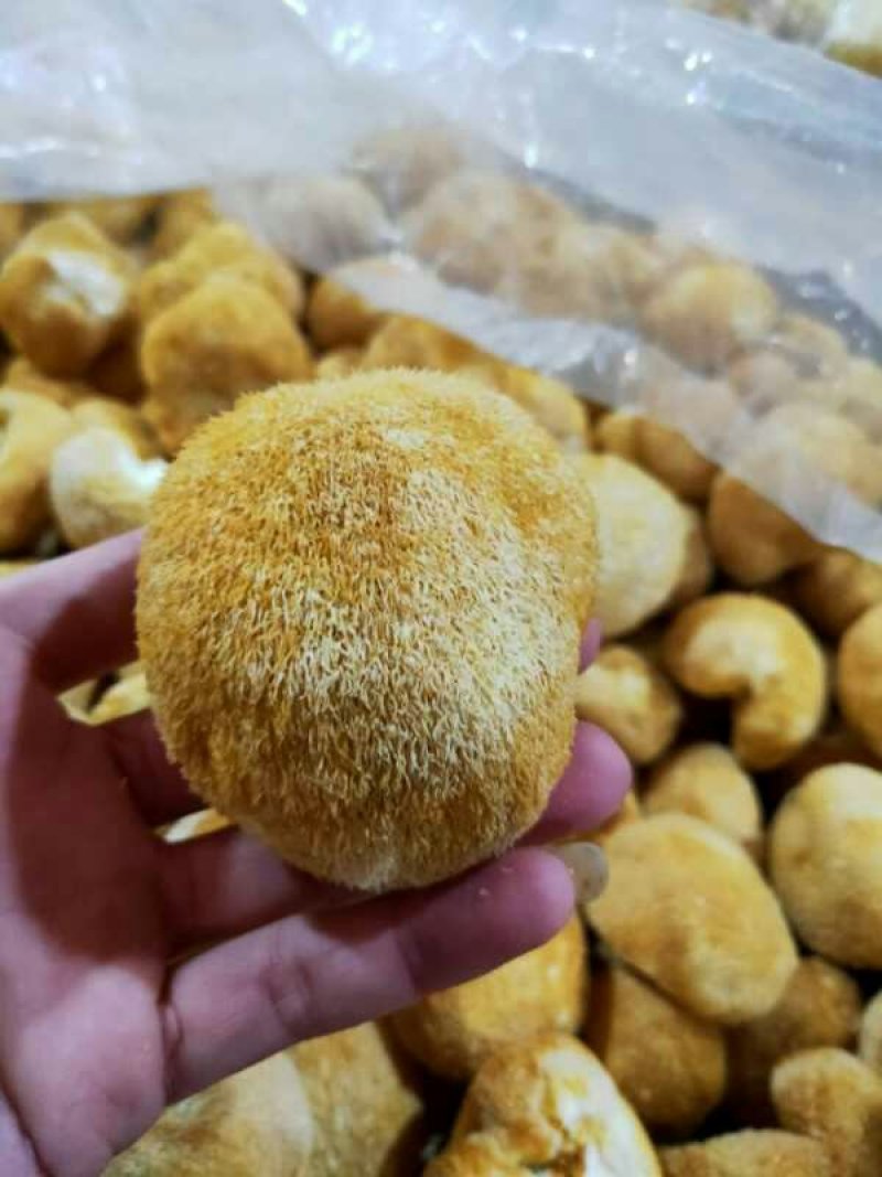 福建古田新货猴头菇个大圆满不含硫磺产地直销量大更优惠