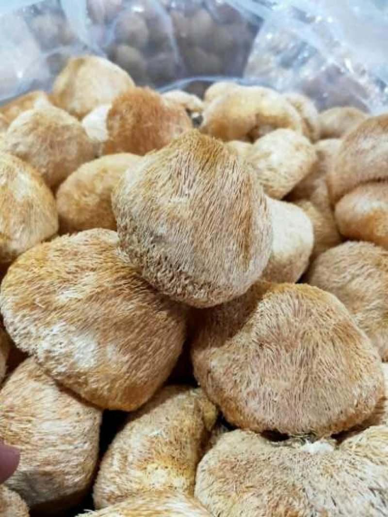 福建古田新货猴头菇个大圆满不含硫磺产地直销量大更优惠