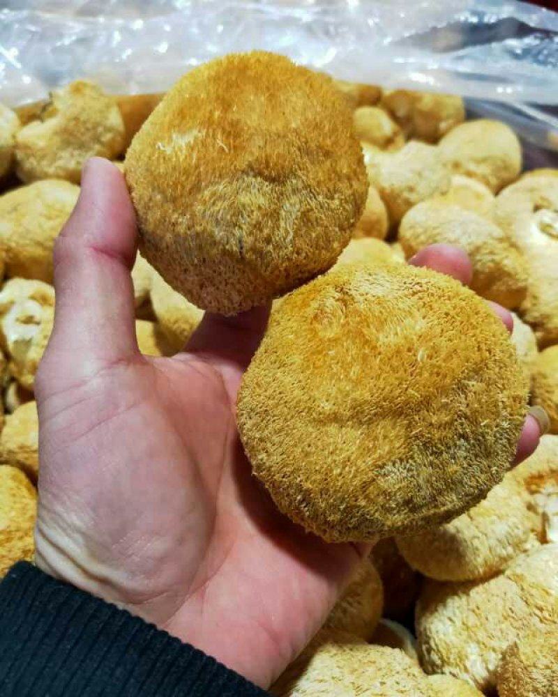 福建古田新货猴头菇个大圆满不含硫磺产地直销量大更优惠