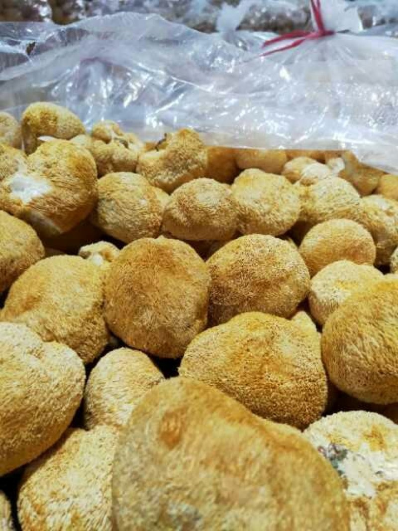福建古田新货猴头菇个大圆满不含硫磺产地直销量大更优惠