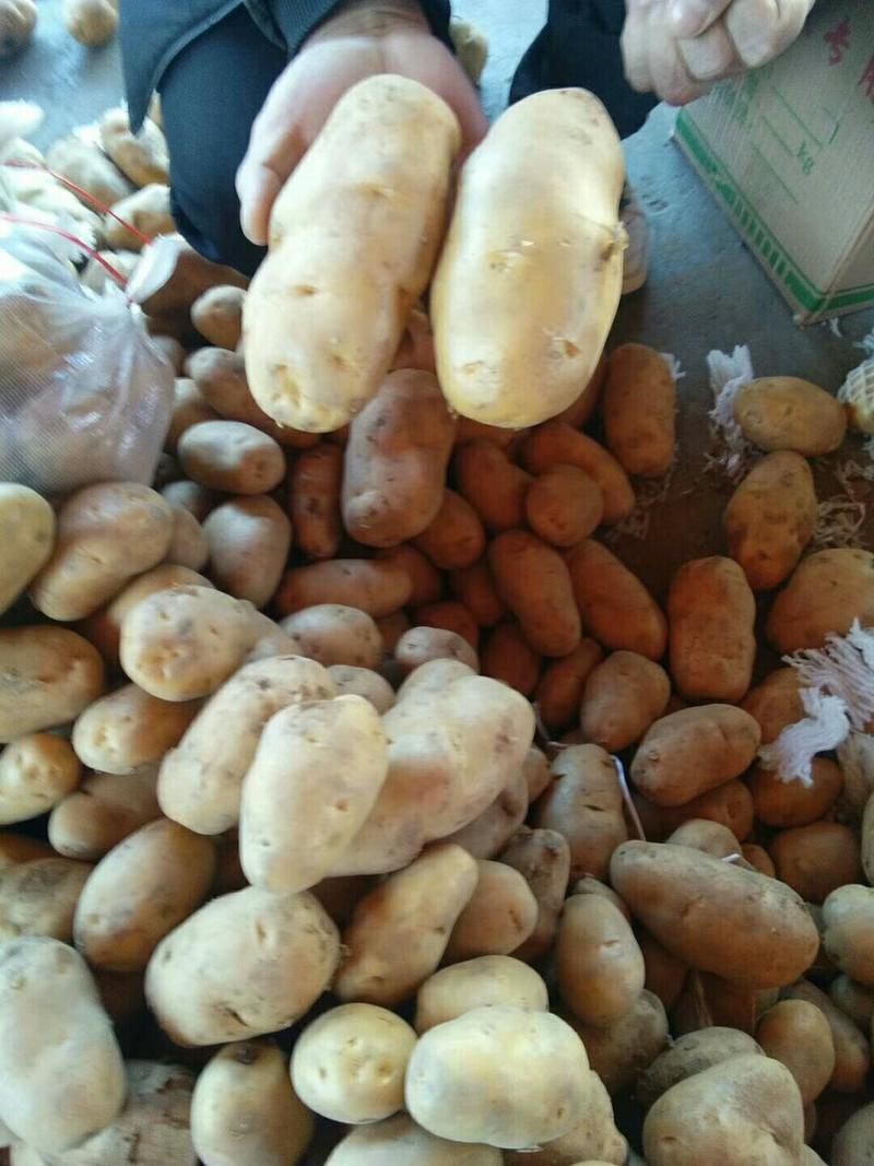 莱芜荷兰十五优质冷库土豆大量上市欢迎新老客户来选购
