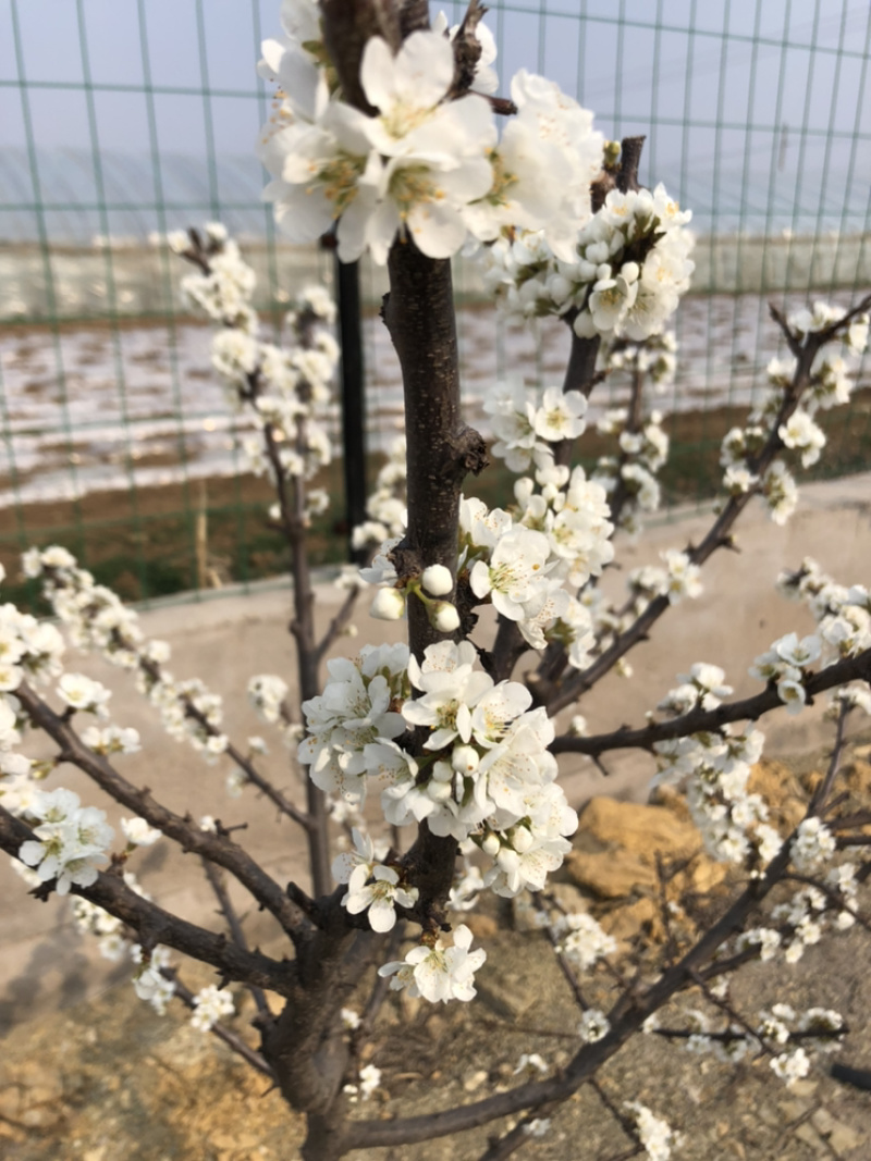 早酥红八月上品梨含糖率高