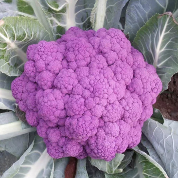 紫色花菜