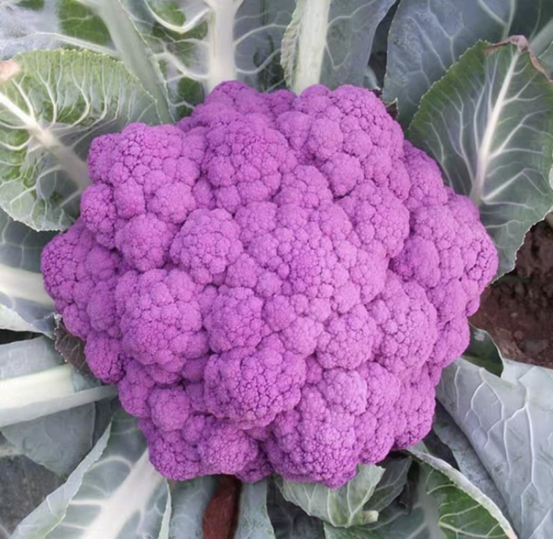 紫色花菜