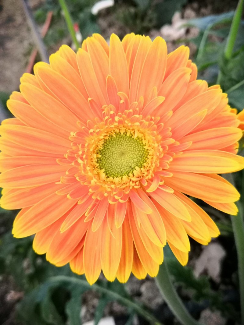 非洲菊鲜花