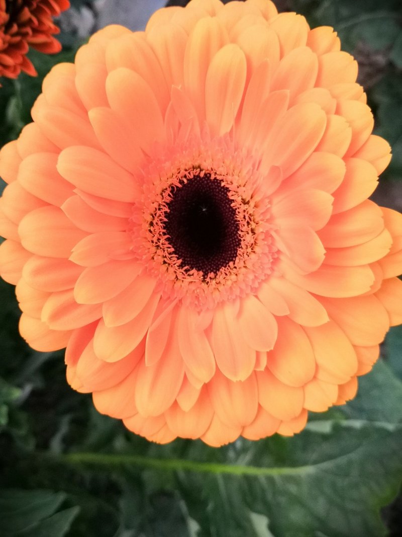 非洲菊鲜花