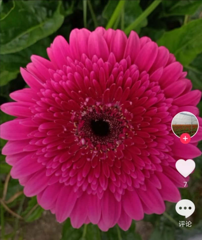非洲菊鲜花