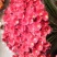 非洲菊鲜花