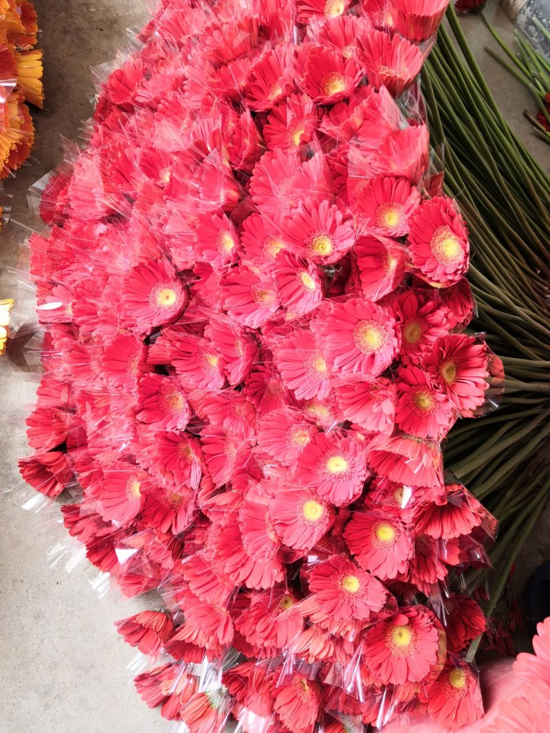 非洲菊鲜花
