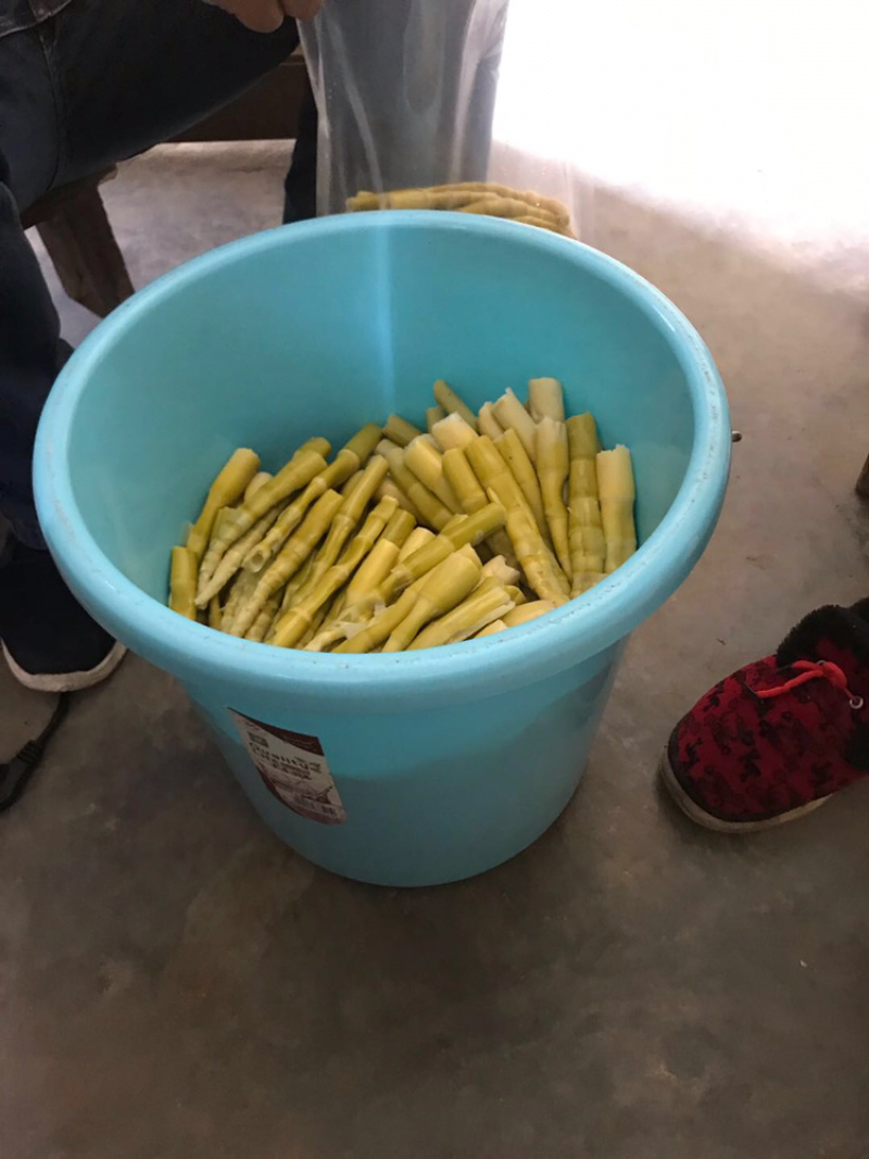 湖北特产新鲜竹笋产地竹山县原生态天然野生食材笋子