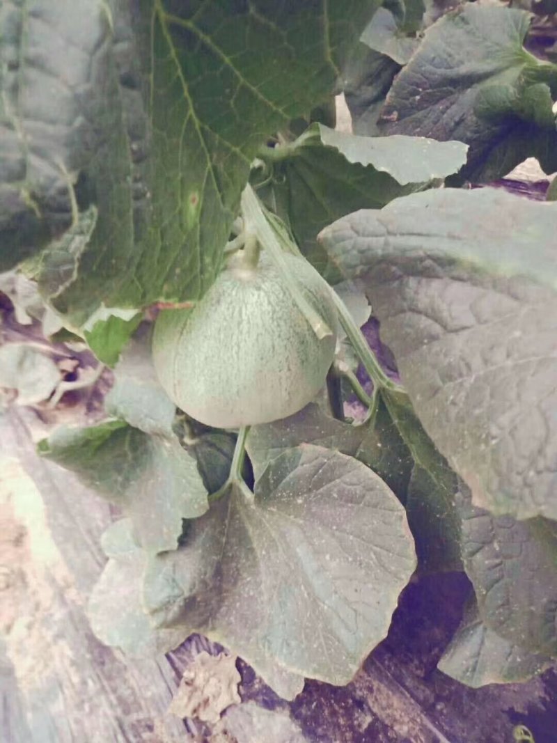青皮脆瓜