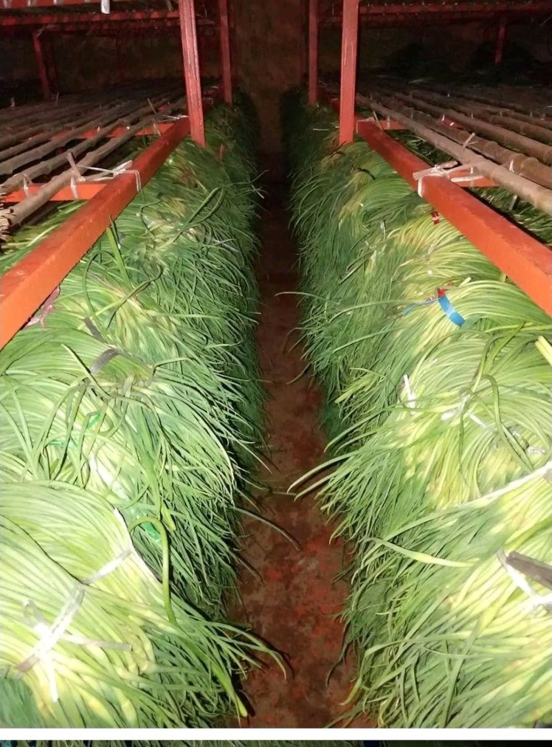 金乡蒜薹蒜薹抽条晚条形长不糠不软现场挑选可以打捆套袋