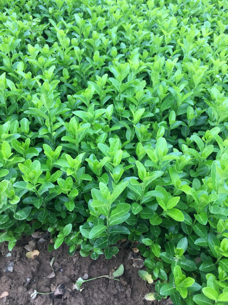 大量批发卫矛小苗卫矛床苗卫矛扦插苗保鲜发货