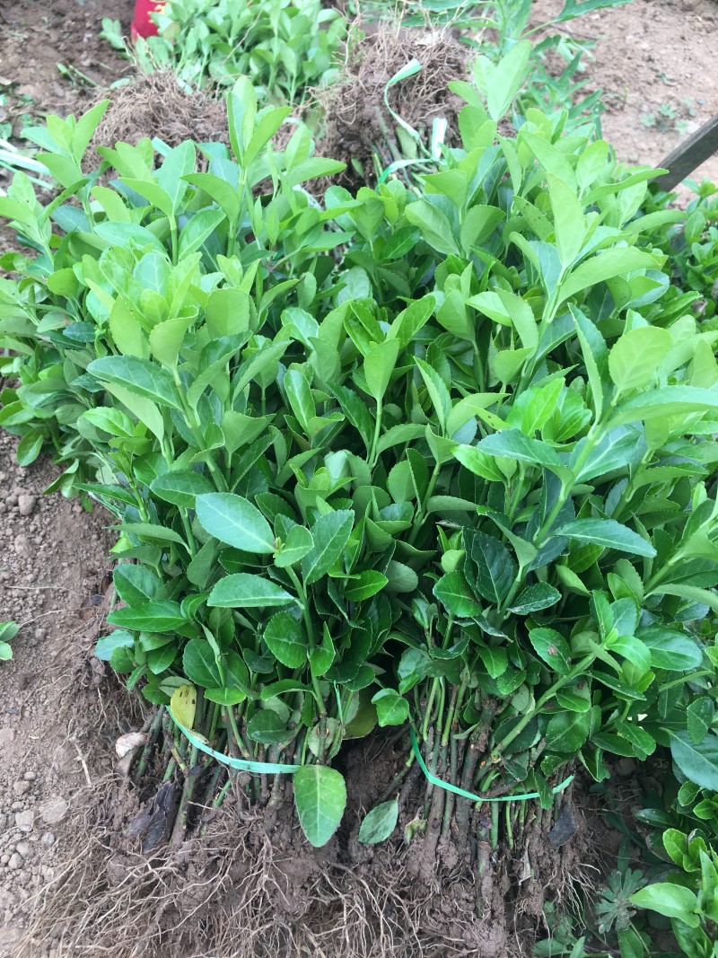 大量批发卫矛小苗卫矛床苗卫矛扦插苗保鲜发货